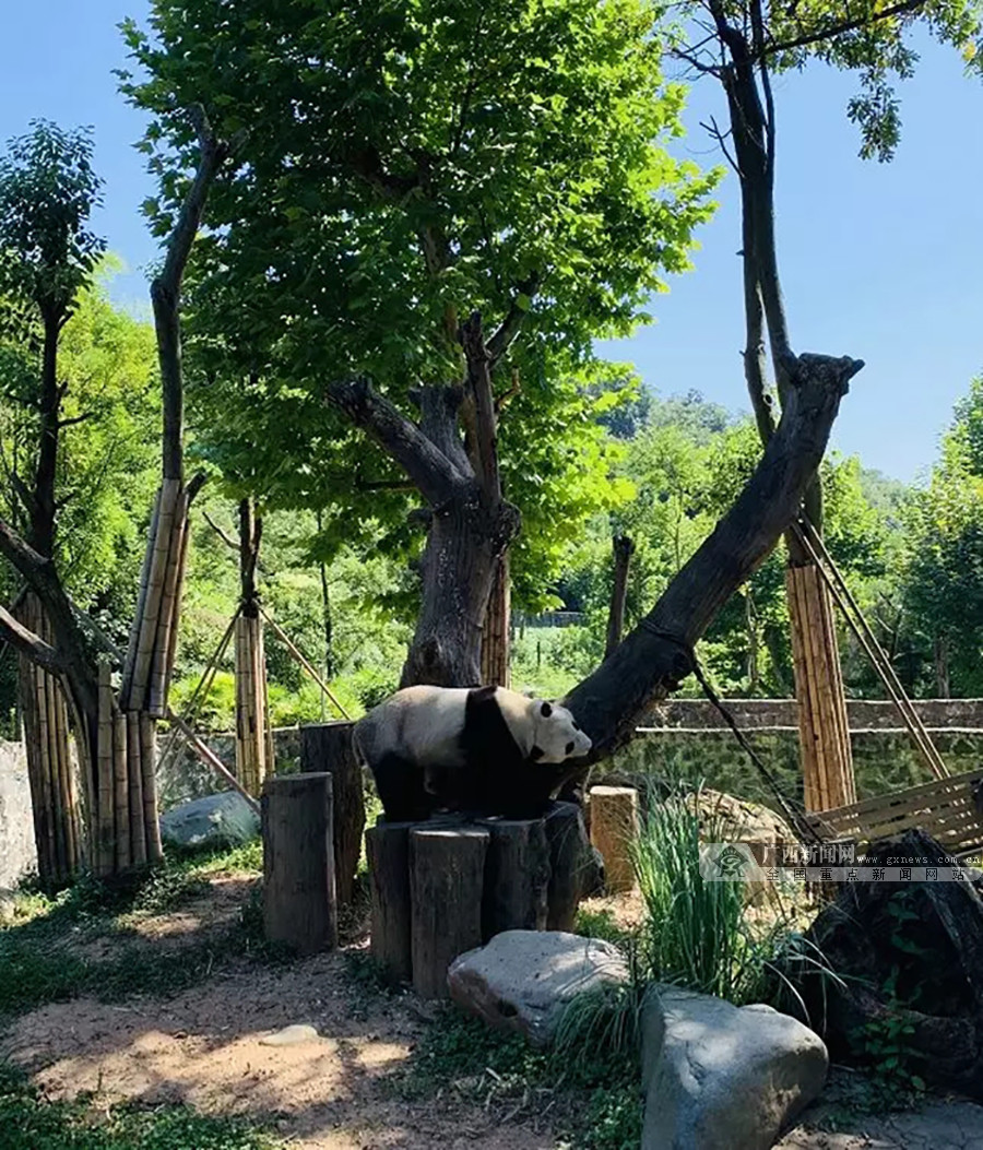 国家林草局熊猫中心将赠予广西首对大熊猫(组图)