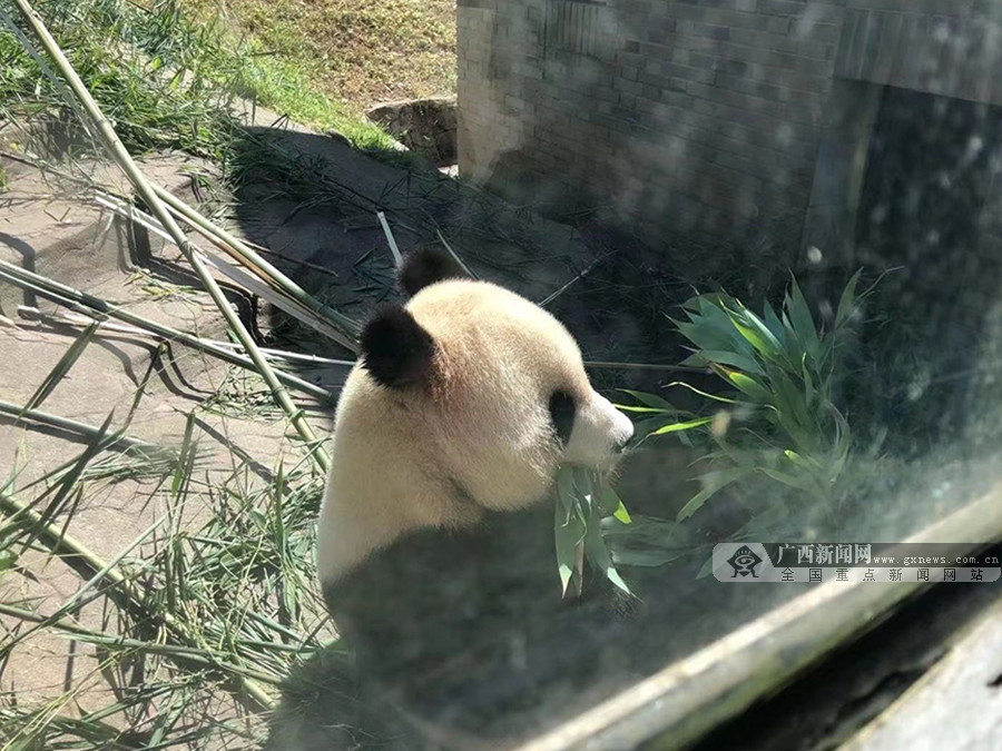 国家林草局熊猫中心将赠予广西首对大熊猫(组图)