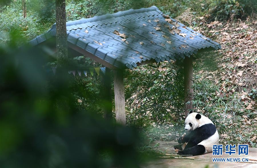 旅美大熊猫“贝贝”回到四川（最新发布）