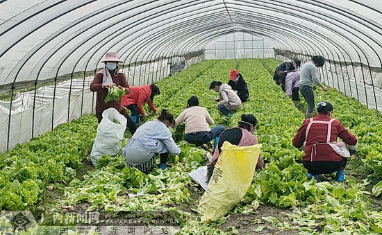 宜州宜畔屯村民捐赠4000斤果蔬援助都安战"疫"