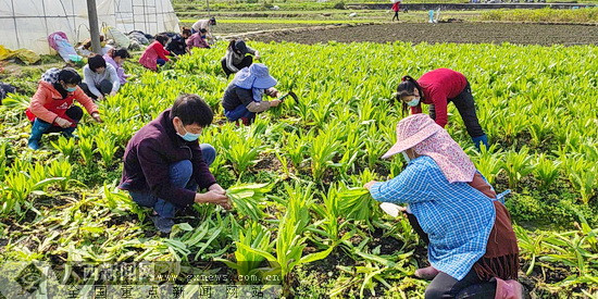 宜州宜畔屯村民捐赠4000斤果蔬援助都安战"疫"