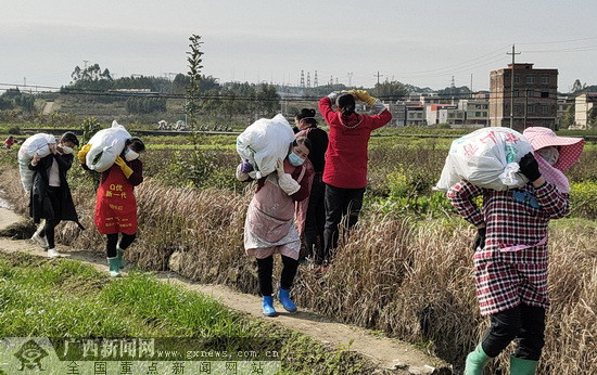 宜州宜畔屯村民捐赠4000斤果蔬援助都安战"疫"