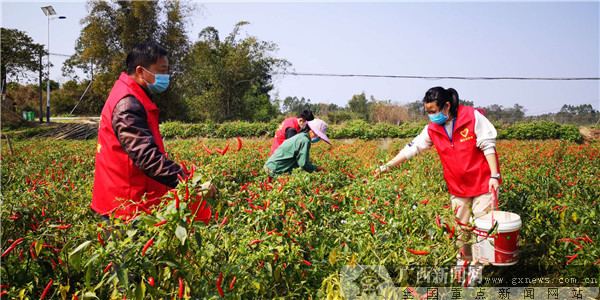 浦北县安石镇：志愿服务者走入田间地头
