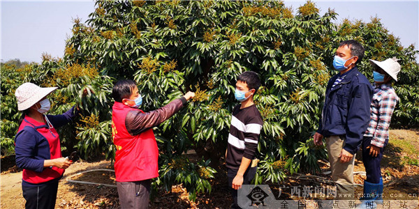 浦北县安石镇：志愿服务者走入田间地头