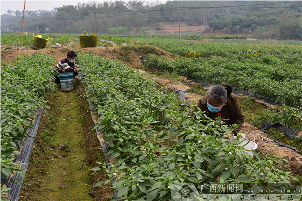 灵山县:精准扶贫不放松 稳产保供促增收