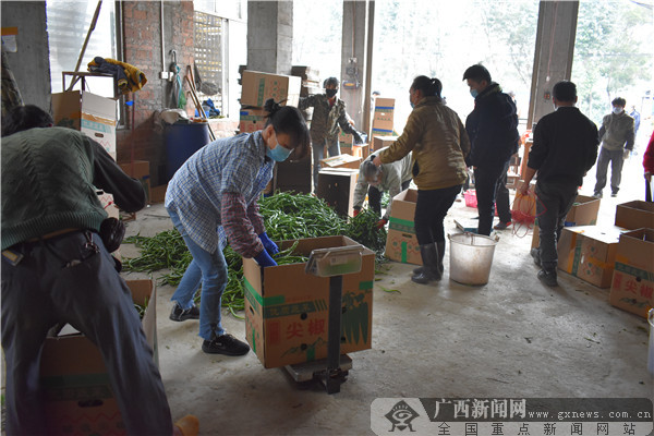 灵山县:精准扶贫不放松 稳产保供促增收