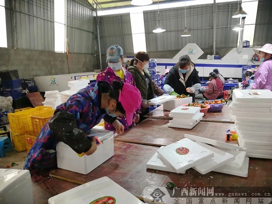 鹿寨县：一箱两箱都是爱 5.6万斤爱心果被认购