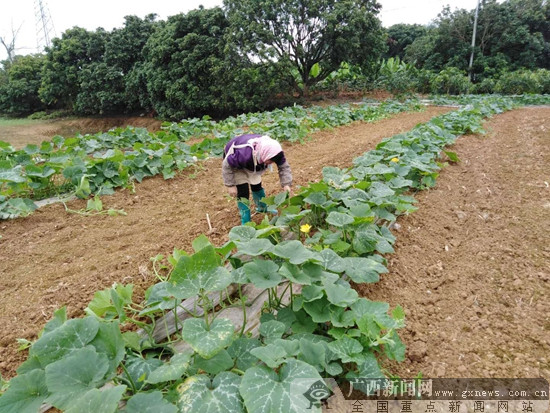 西乡塘区：抢春光耕作忙 战“疫”战贫两不误