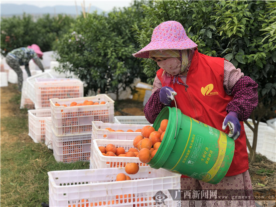 碧桂园:采购3万斤广西隆安扶贫沃柑 驰援湖北