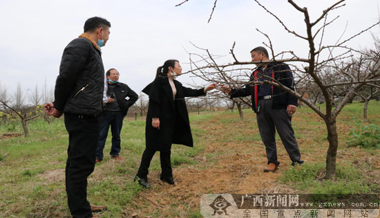 全州两河镇建好“果篮子”攻坚搭上“绿色引擎”