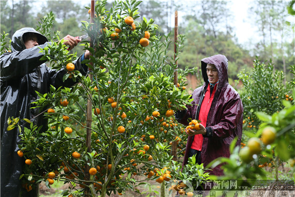 灵山县佛子镇：抗疫不忘扶贫 助销农产品暖人心