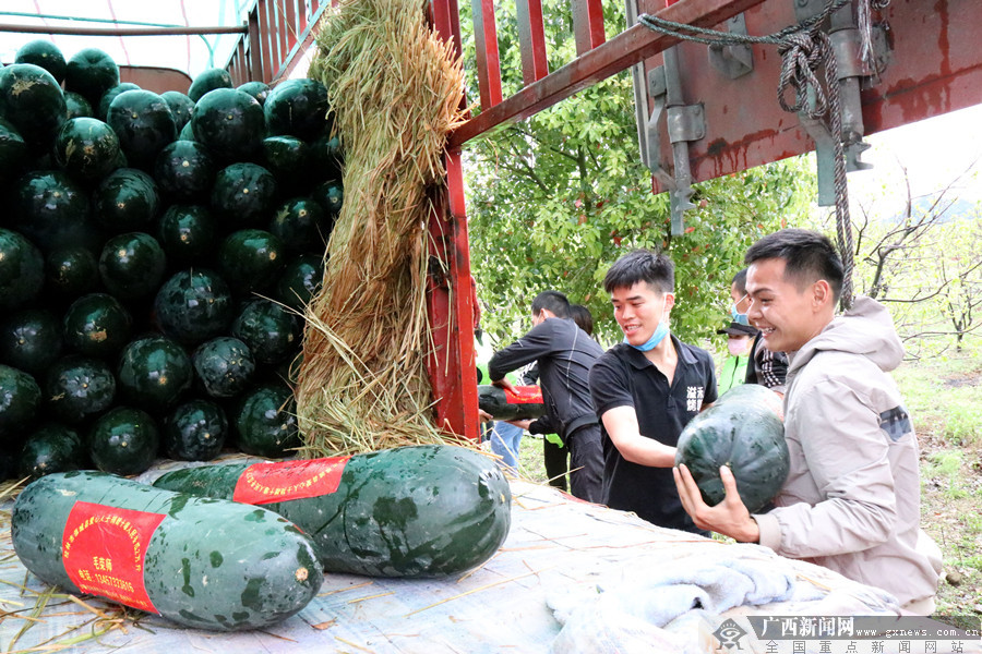 恭城县：爱心人士购10吨冬瓜发往湖北十堰