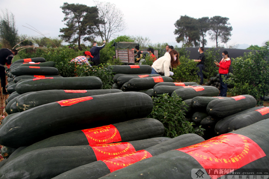 恭城县：爱心人士购10吨冬瓜发往湖北十堰