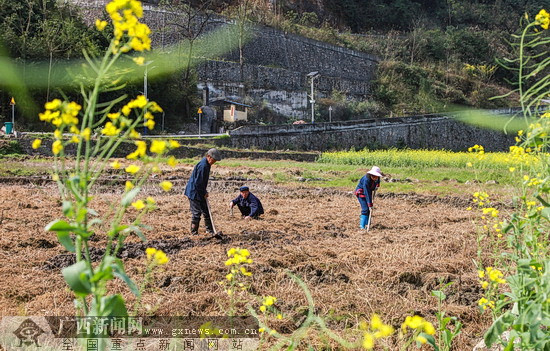 环江：毛南族群众抢抓时节闹春耕