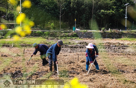 环江：毛南族群众抢抓时节闹春耕