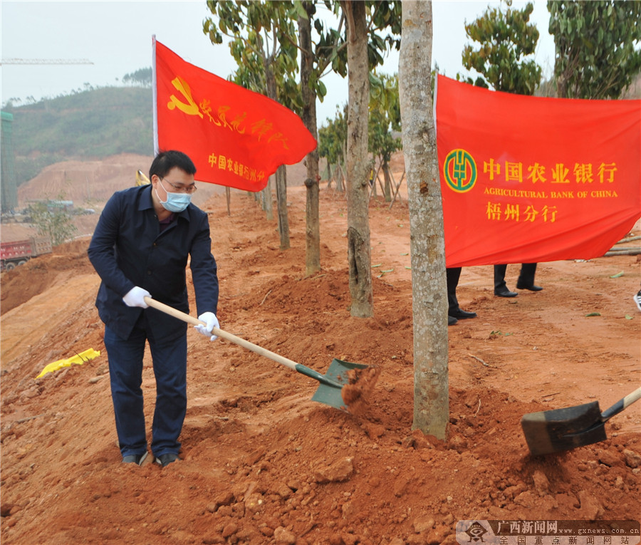 农行梧州分行开展义务植树公益活动