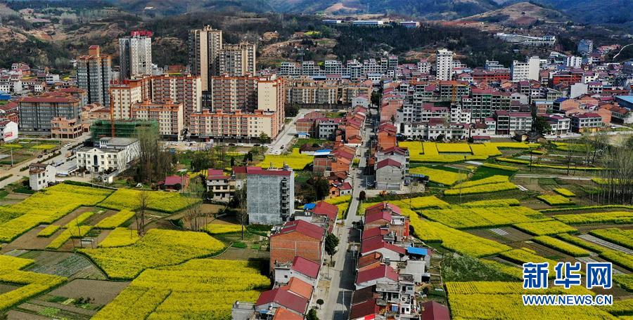 3月17日在汉阴县涧池镇拍摄的油菜花田(无人机照片).