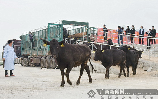 首批澳洲肉牛进驻力天万头肉牛场.广西新闻网通讯员 蓝勇 摄