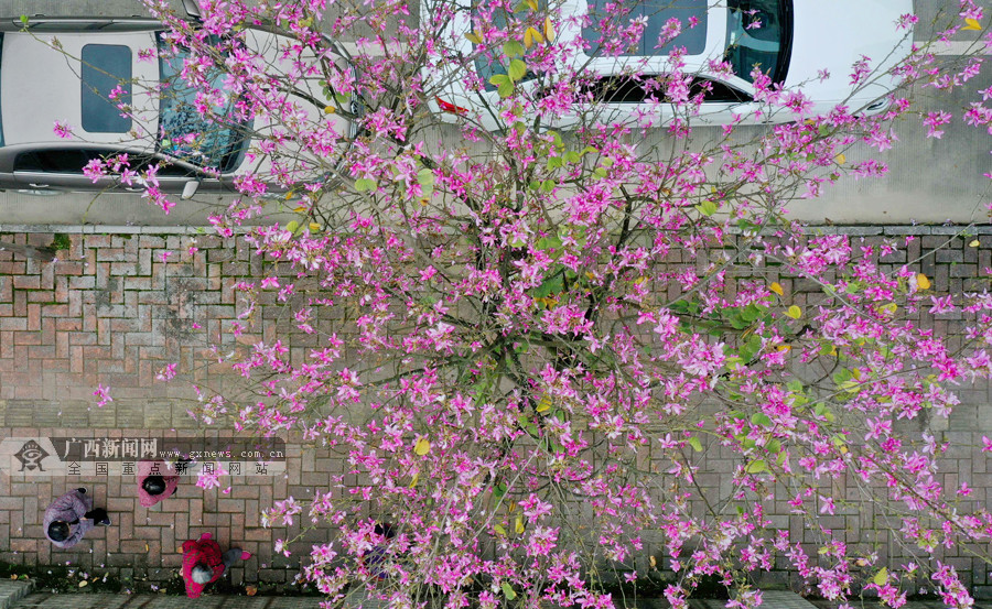 高清图集广西融安千株紫荆花迎春盛开