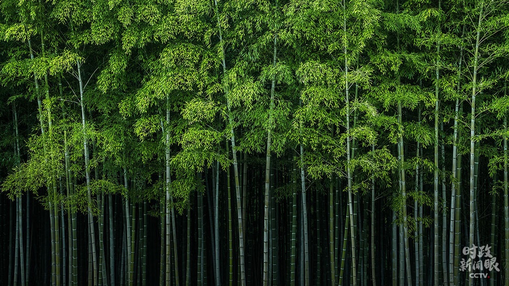 △安吉竹海.电影《卧虎藏龙》曾在安吉取景.