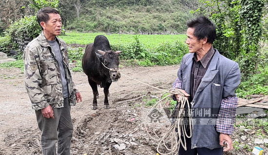 宜州区脱贫户覃致文:下活山地经济"棋"的汉子