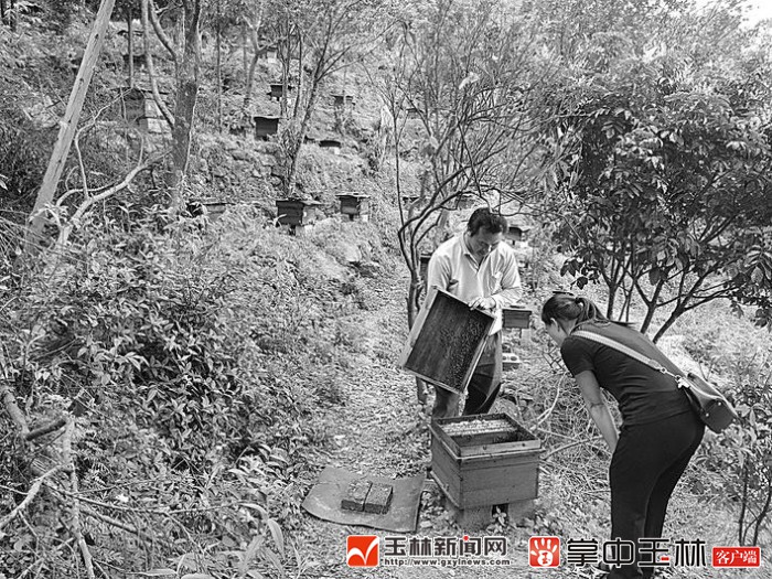 火红五月,在被群众称为"北流小西藏"的北流市大坡外镇古哿村,随处可以