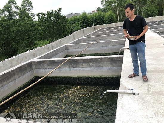 基地利用无污染的深井水源养殖塘角鱼,水质较好,池水两天一换,换出来