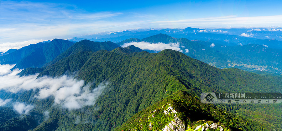 广西强化野生动物保护 现有野生陆栖脊椎动物总数居全国第三