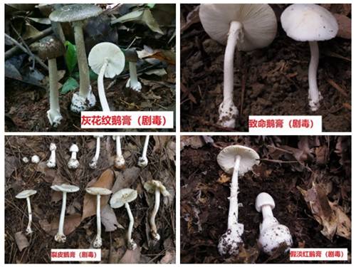 蘑菇怎么煮才不中毒 223cadc4dbd5fbfc6f8b2e8e909814b1.jpg