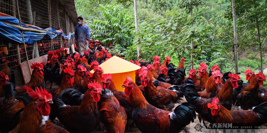 田林：林下生态养殖助力脱贫 贫困村蜕变成示范村