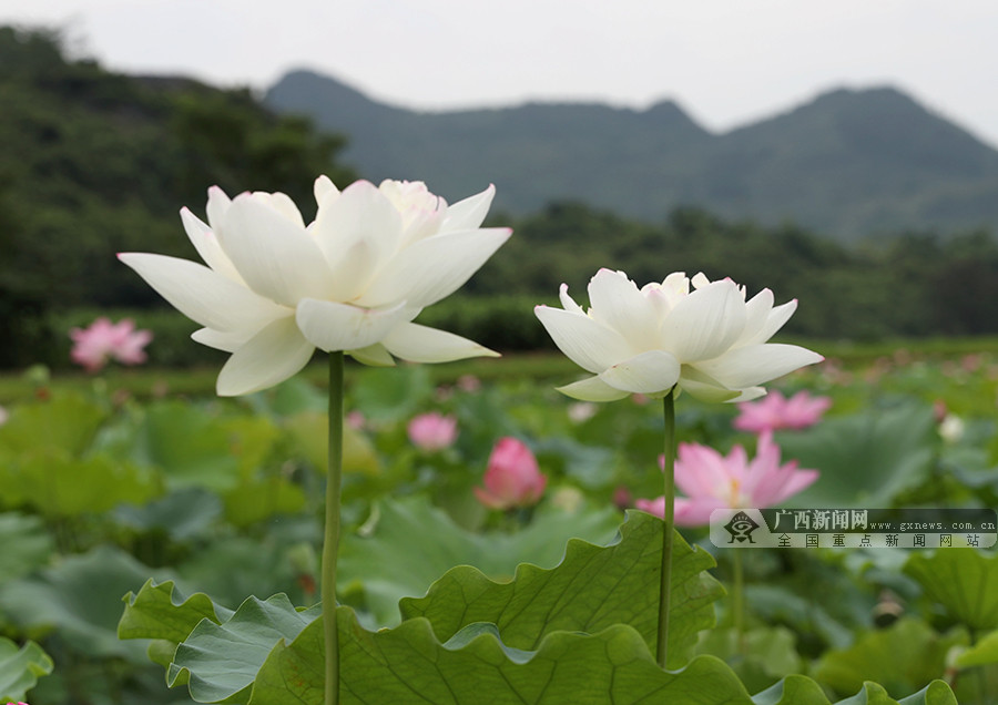 图为广西来宾市忻城县城关镇板河村荷花盛开.