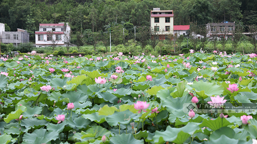 图为广西来宾市忻城县城关镇板河村荷花盛开.