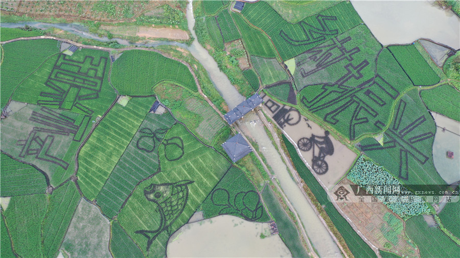 广西三江:稻花香里“画”丰年(组图)