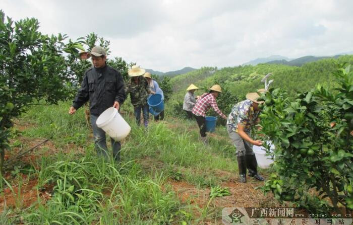 上思县水果基地沼液利用成亮点-广西新闻网