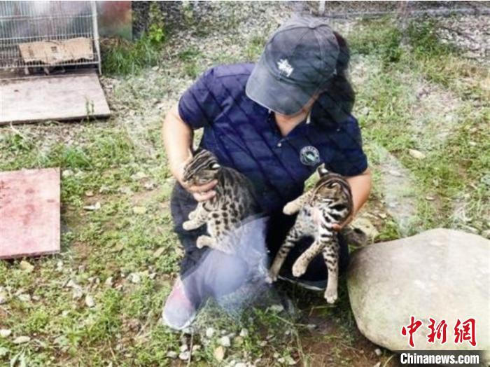 浙江首例野生豹猫幼崽饲养成功|手机广西网