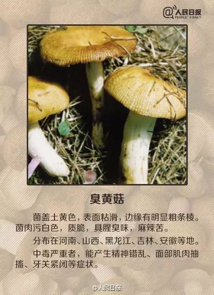 为什么有人不吃蘑菇 a4d92a1a41ea29be33f67a0e7188005e.jpg