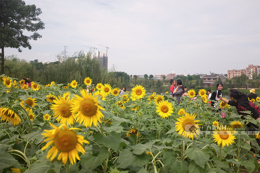 高清图集南宁市江南公园向日葵热情绽放美如画712