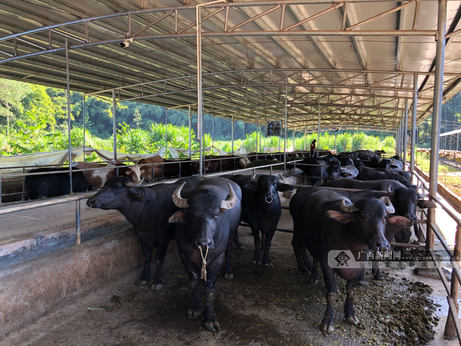 梧州龙圩区:扶持肉牛养殖 让村级集体经济"牛"起来 (6/6)