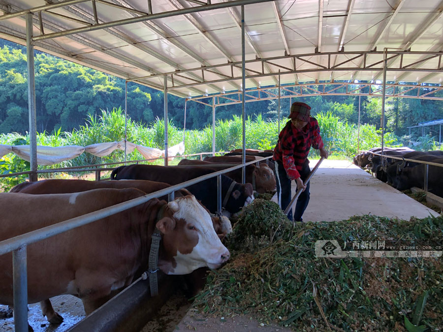 工人把混合饲料和干草的牛饲料放到进牛槽里.