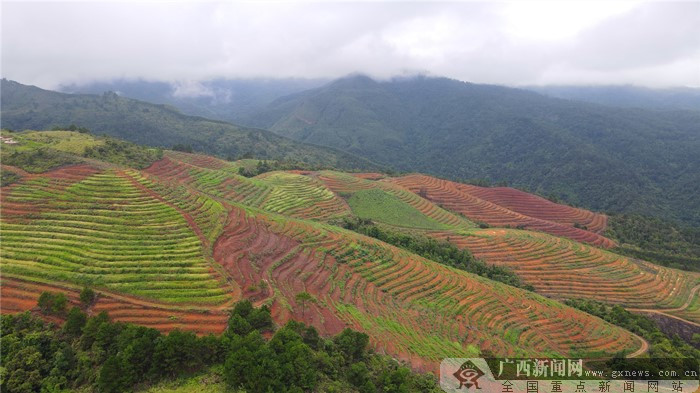 上思县贫困村种植山油茶助力脱贫致富