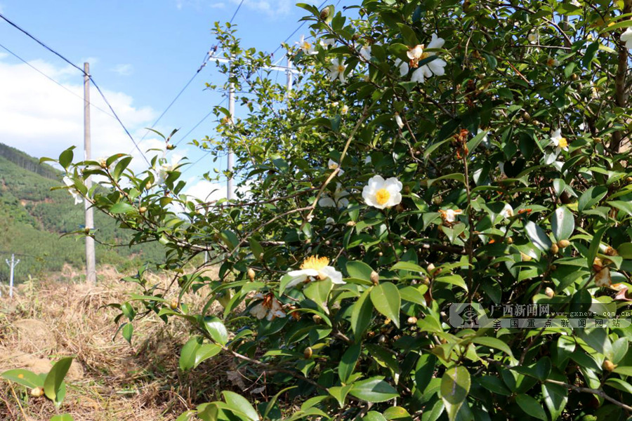 广西上思 米强村千亩油茶开出致富希望之花 广西新闻网