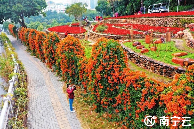 南宁繁花美似锦 春色正迷人(3)