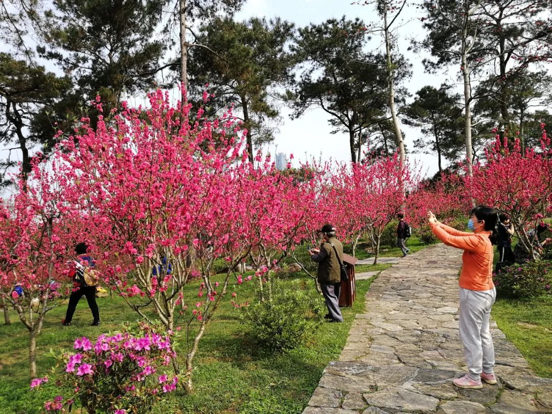 青秀山桃花盛放,如诗如画的美景期待与您相遇(4)