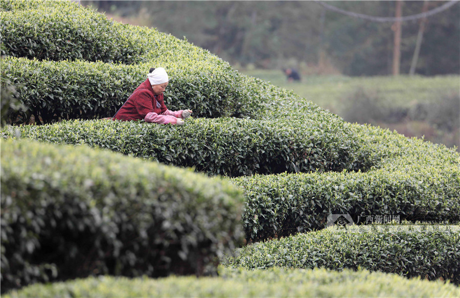 柳州三江:春暖茶飘香,茶农采茶忙(组图) (9/10)