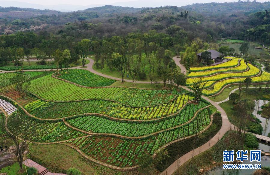 重庆广阳岛:油菜花开景色美