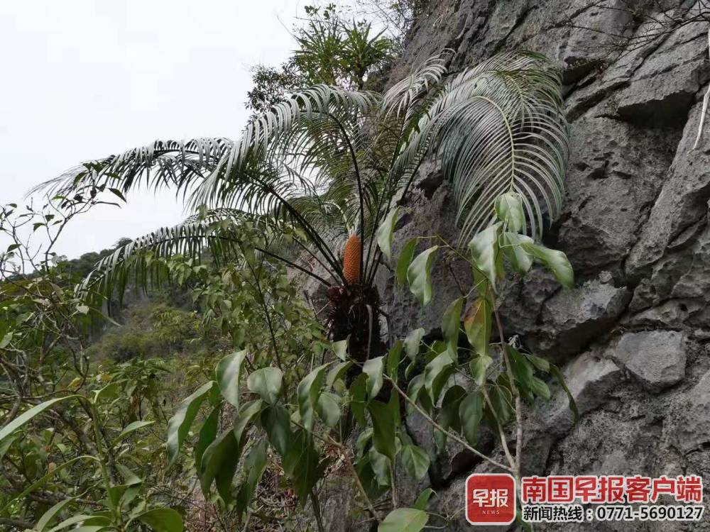 罕见风景!广西雌雄苏铁同时同地开花 (2)