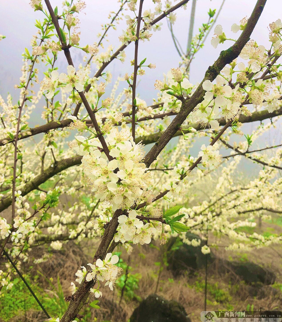 广西凌云:又到李花盛开时 美不胜收(组图)