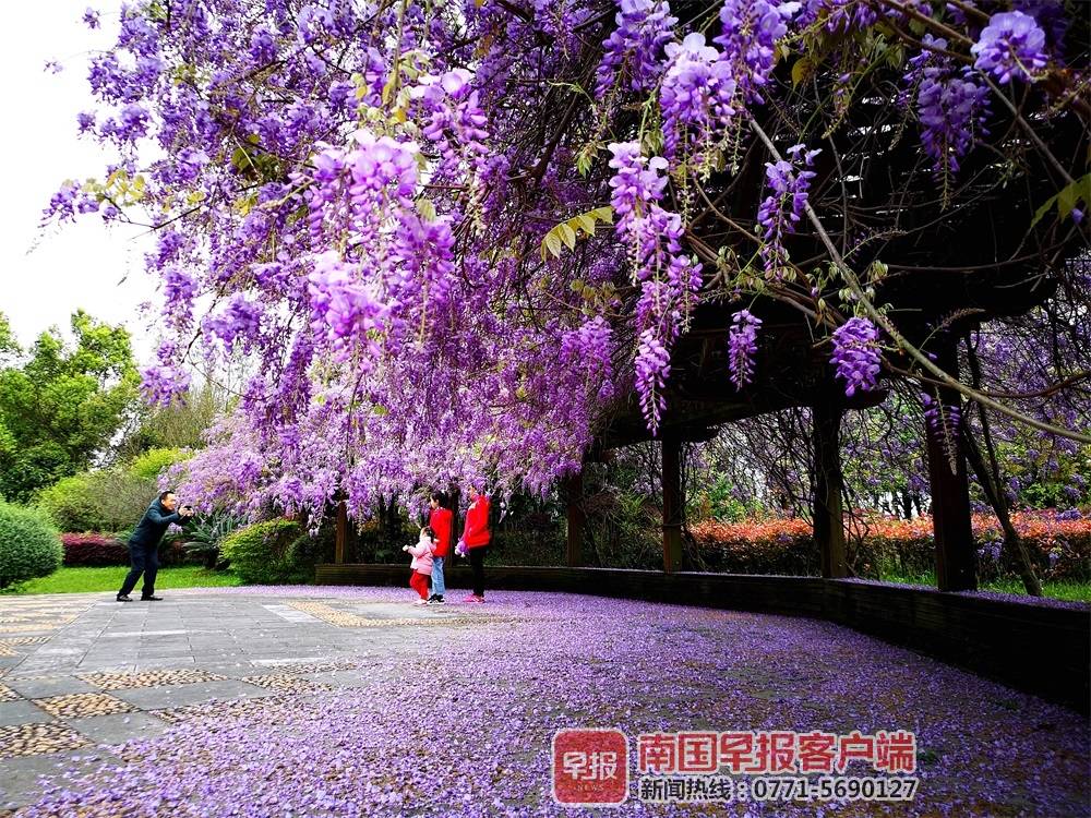 枝蔓蜿蜒,迎风摇曳,桂林紫藤花浪漫迎客