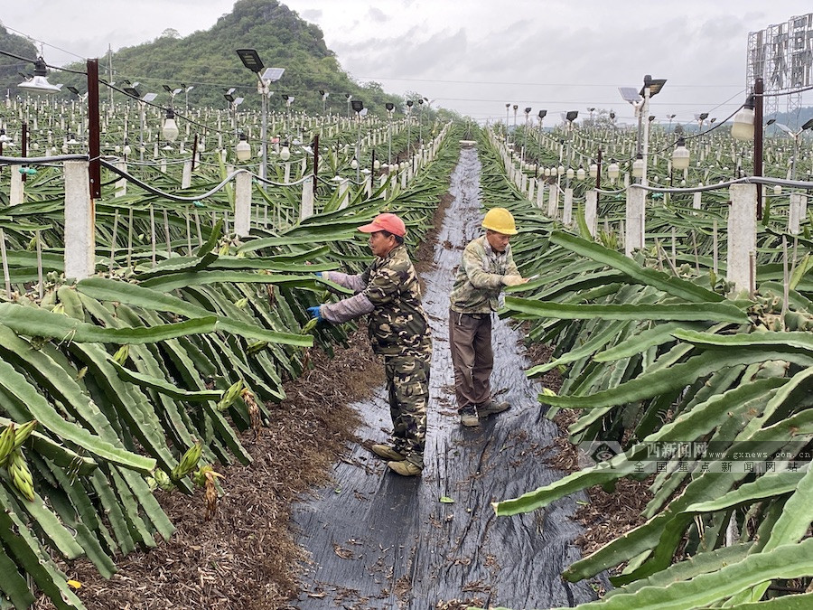 【中国有约】隆安火龙果基地:助脱贫 稳就业