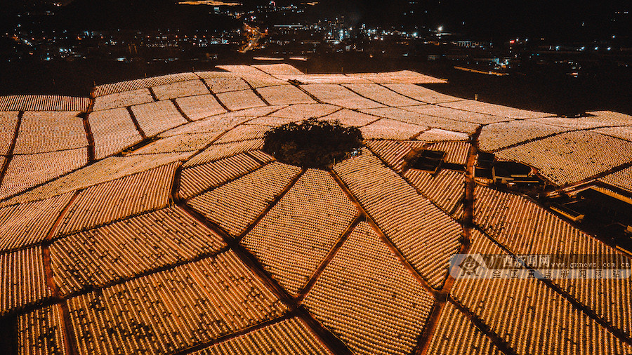 火龙果基地夜景.